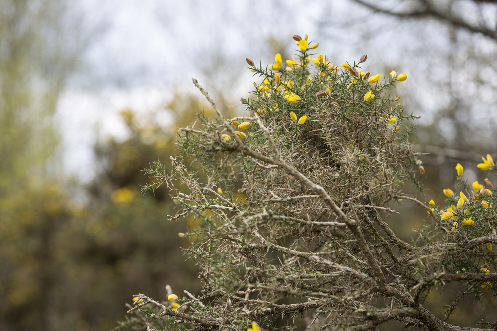 Tree with budding yellow flowers in Springtime.jpeg